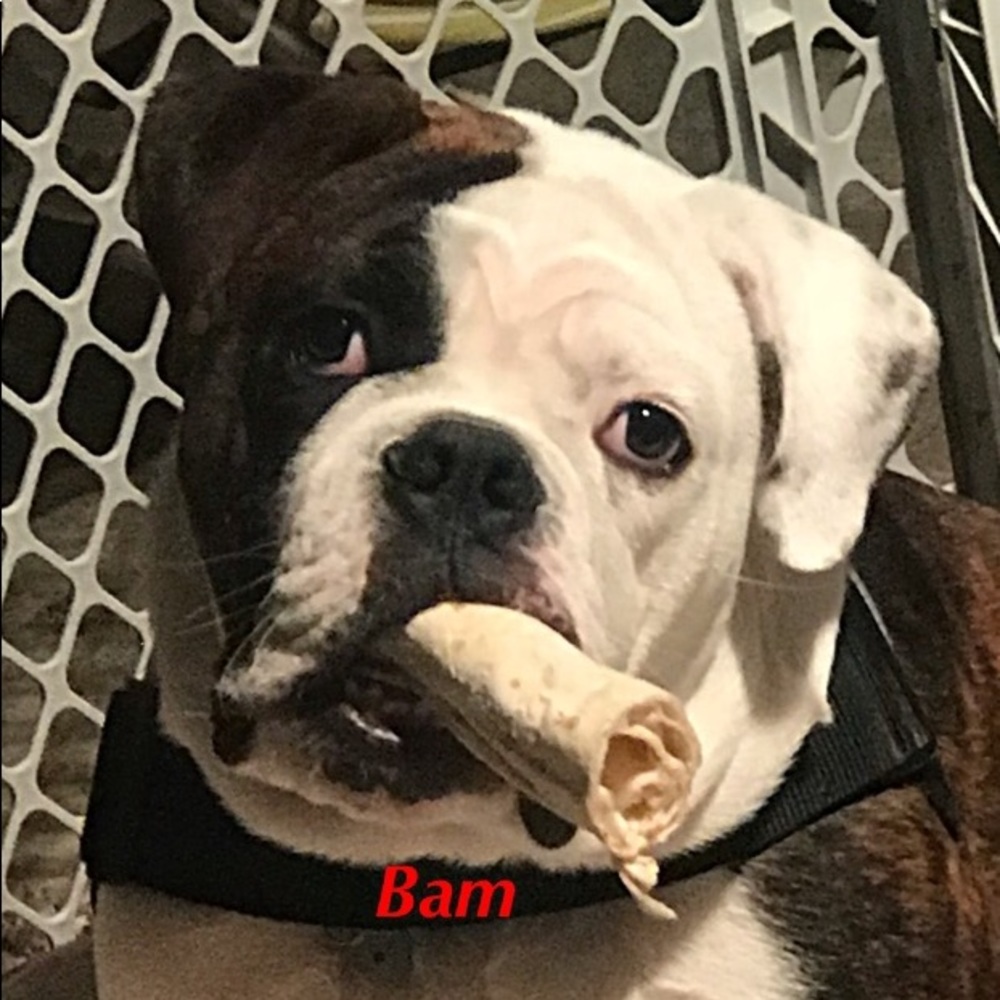 Meet your Posher, Albert